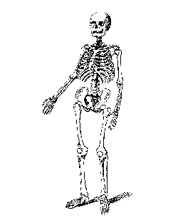 skeleton